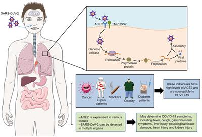 The Mechanisms and Animal Models of SARS-CoV-2 Infection